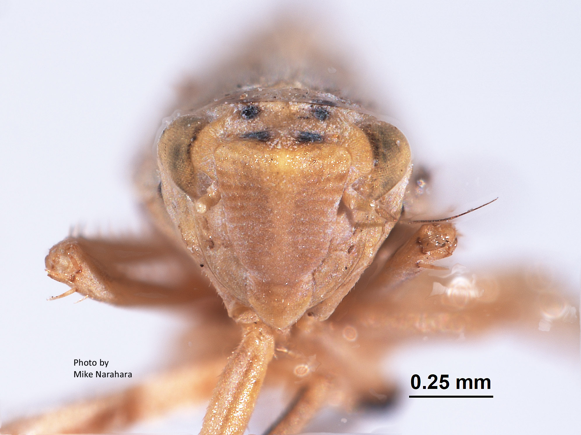 Memnonia simplex image